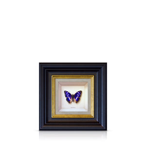 purple emperor - 6" x 6"