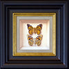 painted lady (front & back) - 6" x 6"