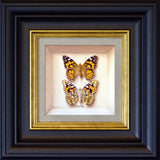 painted lady (front & back) - 6" x 6"