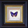 purple emperor - 6" x 6"