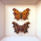 comma (front & back) - 6" x 6"