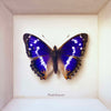 purple emperor - 6" x 6"